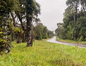 The rural Western Lake Road features lush green fields and trees.