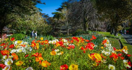 A blooming flowerbed with red, orange, white and yellow flowers at Wellington Botanic Garden.