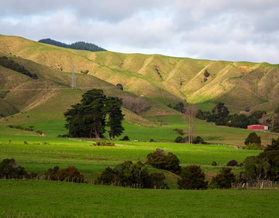 The screen location of Waitohu Valley Ōtaki, features native and exotic forests, pastoral lands, and wetlands.