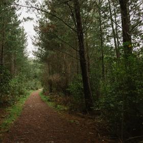 The Station Link mountain bike and walking trail in Tunnel Gully, Upper Hutt. The trail goes amongst pine trees on a soft clay ground.