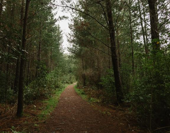 The Station Link mountain bike and walking trail in Tunnel Gully, Upper Hutt. The trail goes amongst pine trees on a soft clay ground.