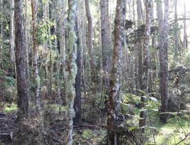 Mangaroa Valley Road screen location, a scenic rural setting with native forest, farmland, and a mountainous backdrop.