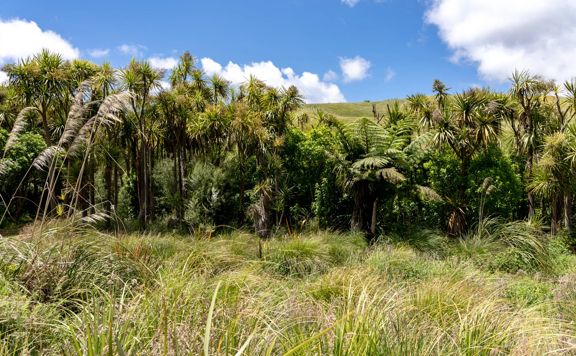 A grassy hill and dense treeline under a blue sky with fluffy white clouds at Battle Hill Farm in Porirua New Zealand.