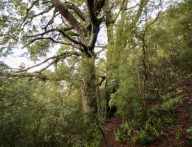 The swampy wetland of Fensham Forest, with an abundance of birds and native trees.