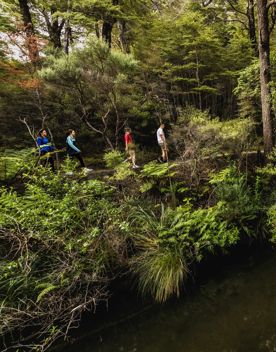 3 people walking along a track looking at the native trees on the Kowhai Street Track to Butterfly Creek.