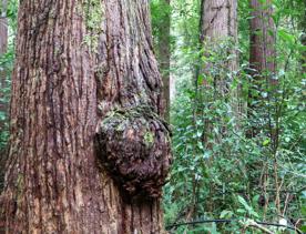 The Kiriwhakapapa Road Tararua Forest Park screen location, featuring walking trails and campsite opportunities in wild, natural landscapes.