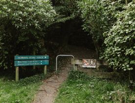 Howard Road trail, a walk through native bush with views of the Wellington Harbour.