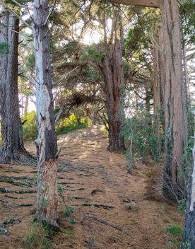 The screen location of Mount Victoria Town Belt, with lush green native bush and panoramic views across Wellington.