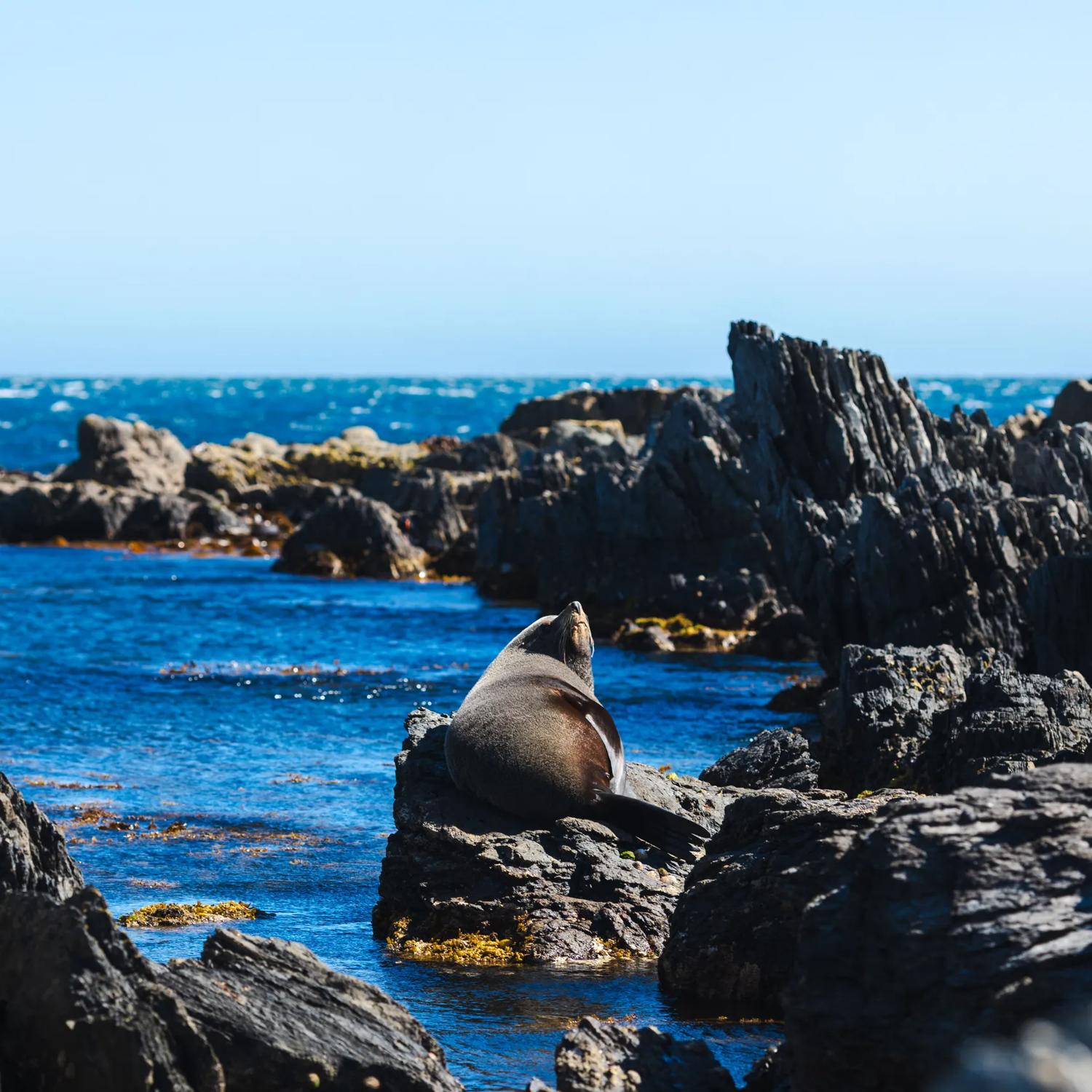 A New Zealand fur seal sitting on a rocks surrounded by blue ocean.