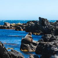 A New Zealand fur seal sitting on a rocks surrounded by blue ocean.