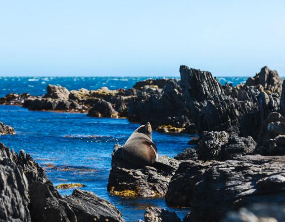 A New Zealand fur seal sitting on a rocks surrounded by blue ocean.