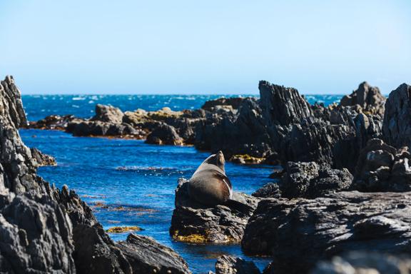 A New Zealand fur seal sitting on a rocks surrounded by blue ocean.