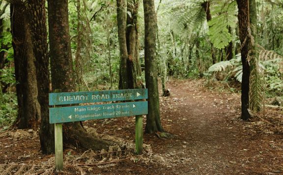 A section of the Cheviot Road Track in Eastbourne. There is mature native bush with plenty of shade.