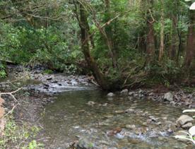 The Kiriwhakapapa Road Tararua Forest Park screen location, featuring walking trails and campsite opportunities in wild, natural landscapes.
