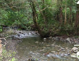 The Kiriwhakapapa Road Tararua Forest Park screen location, featuring walking trails and campsite opportunities in wild, natural landscapes.