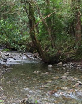 The Kiriwhakapapa Road Tararua Forest Park screen location, featuring walking trails and campsite opportunities in wild, natural landscapes.