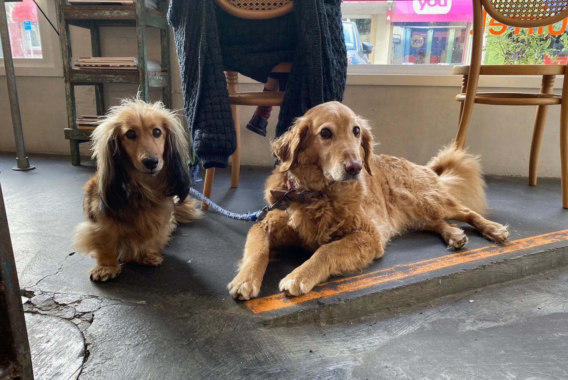 A dachshund and larger golden coloured dog sitting beside each other on a concrete floor.