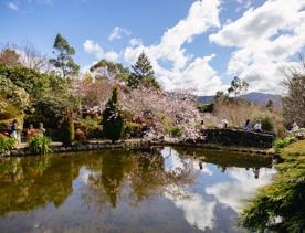 A pond with trees and sky reflected in it. It is surrounded by cherry blossoms and people. It is a gorgeous day with sun and blue skies with only a few clouds.