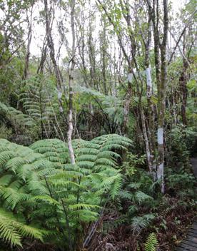 The swampy wetland of Fensham Forest, with an abundance of birds and native trees.