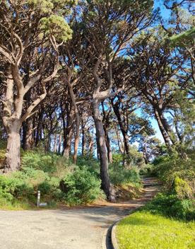 The former Mount Victoria Quarry site sits at the base of Wellington’s Town Belt with a path curving through the trees.