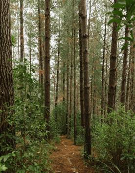 The Bees 2 Bridge Track in Tunnel Gully, Upper Hutt. The trail is a mixture of clay and fir, cutting through a pine forest.