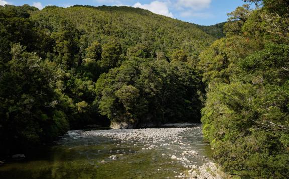 Hutt River in Kaitoke Regional Park surrounded by lush green bush.