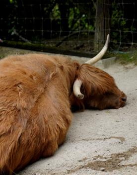 A bull with large horns lays down on the ground in its pen at staglands.