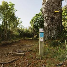 Waimapihi Reserve Mountain Bike Track.