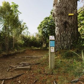A secton of the Ikigai trail in Waimapihi Reserve. The mountain bike track has a clay surface with wooden platforms and views of Wellington.