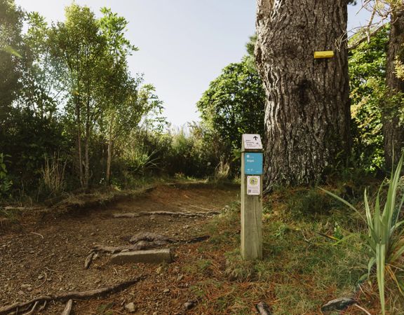 A secton of the Ikigai trail in Waimapihi Reserve. The mountain bike track has a clay surface with wooden platforms and views of Wellington.
