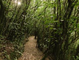 Te Ara Paparāngi ki te Tonga hiking trail.