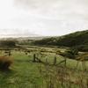 Sheep graze in a field of grassy hills under a cloudy sky. Kapiti Island is barely visible on the horizon.