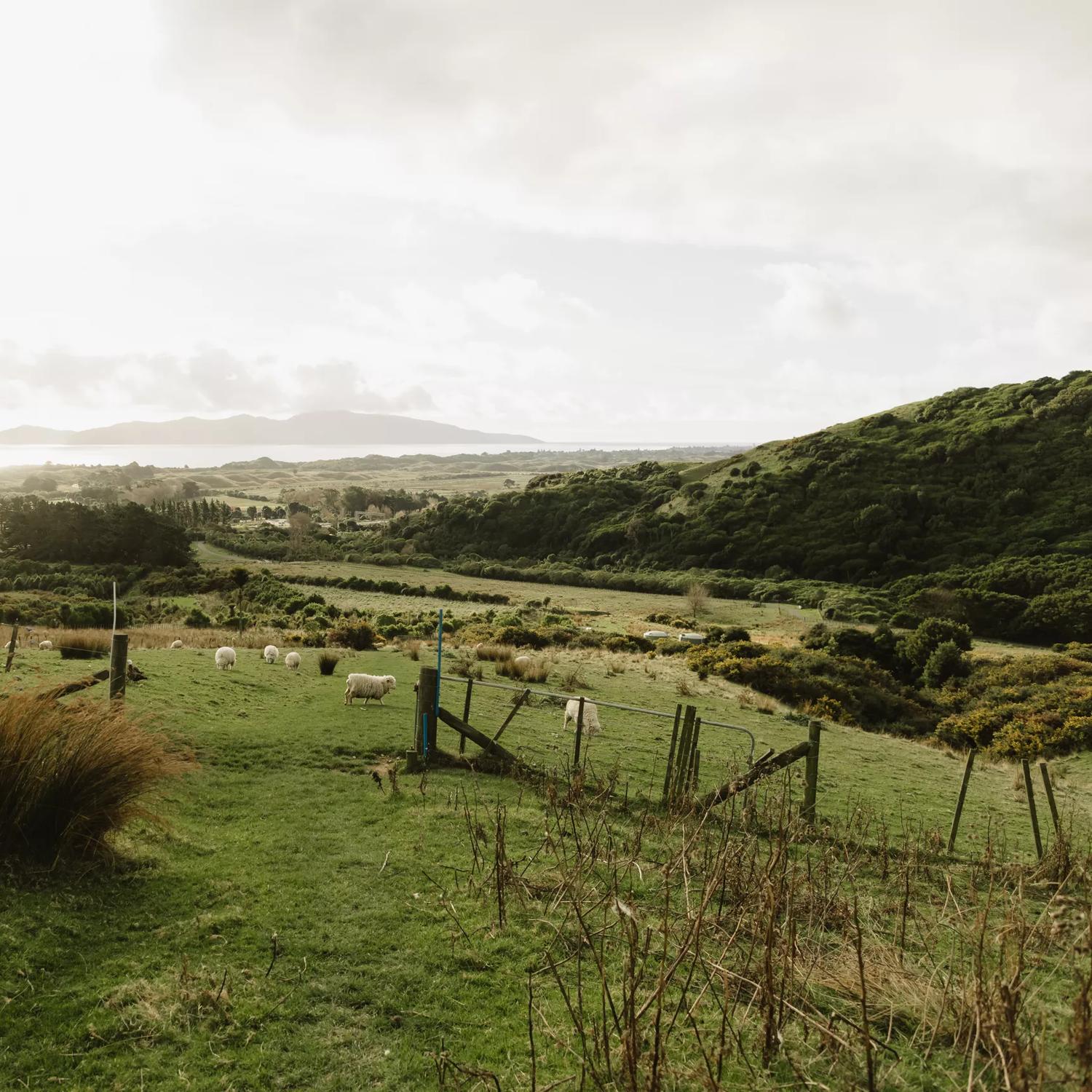 Sheep graze in a field of grassy hills under a cloudy sky. Kapiti Island is barely visible on the horizon.