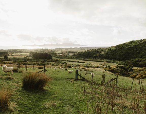 Sheep graze in a field of grassy hills under a cloudy sky. Kapiti Island is barely visible on the horizon.