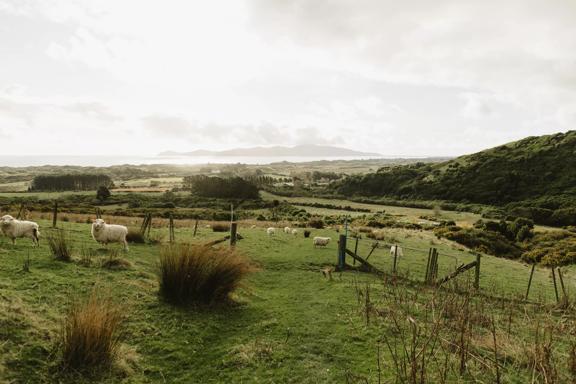 Sheep graze in a field of grassy hills under a cloudy sky. Kapiti Island is barely visible on the horizon.