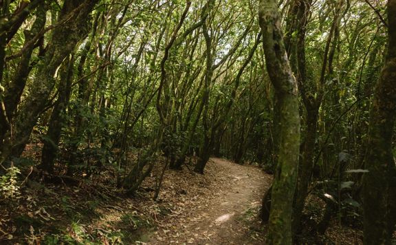 A forest path disappears around a corner, surrounded by native trees.