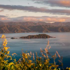 A view of Wellington Harbour/ Port Nicholson at golden hour with Matiu/Somes Island in the centre of the image.