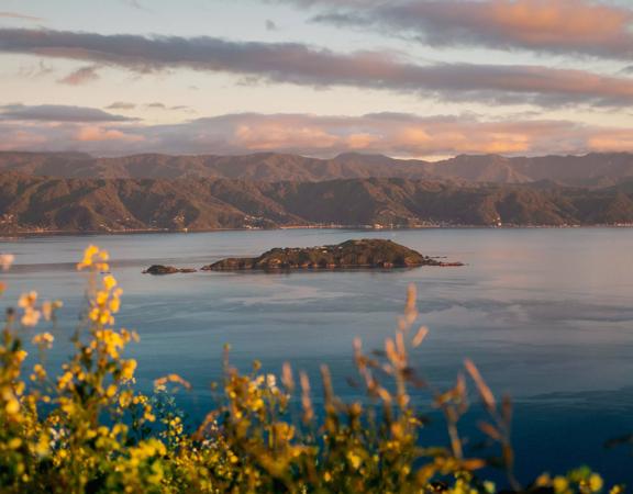 A view of Wellington Harbour/ Port Nicholson at golden hour with Matiu/Somes Island in the centre of the image.