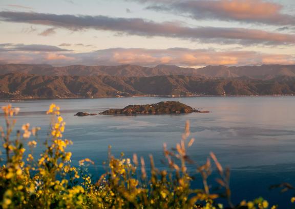 A view of Wellington Harbour/ Port Nicholson at golden hour with Matiu/Somes Island in the centre of the image. 