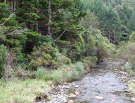 The Kiriwhakapapa Road Tararua Forest Park screen location, featuring walking trails and campsite opportunities in wild, natural landscapes.