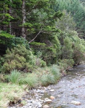 The Kiriwhakapapa Road Tararua Forest Park screen location, featuring walking trails and campsite opportunities in wild, natural landscapes.