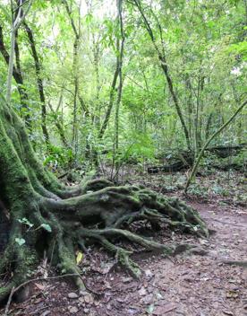 The swampy wetland of Fensham Forest, with an abundance of birds and native trees.