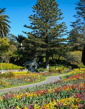 Looking over a bed of colourful flowers in Wellington's Botanic Garden, with a tarsealed path winding between them.