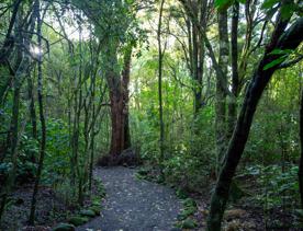 A well-equipped and popular outdoor space for families in Upper Hutt. On the edge of Te Awa Kairangi, Hutt River, Harcourt Park in Upper Hutt is a 40-minute drive north of Wellington.