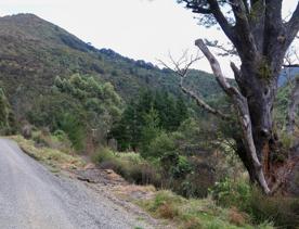 The Kiriwhakapapa Road Tararua Forest Park screen location, featuring walking trails and campsite opportunities in wild, natural landscapes.