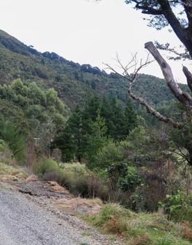 The Kiriwhakapapa Road Tararua Forest Park screen location, featuring walking trails and campsite opportunities in wild, natural landscapes.