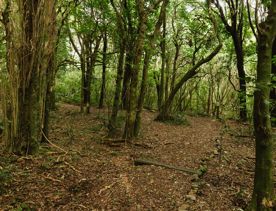 A section of path through trees on the Forest Loop Walk in Whareroa Farm Recreation Reserve.