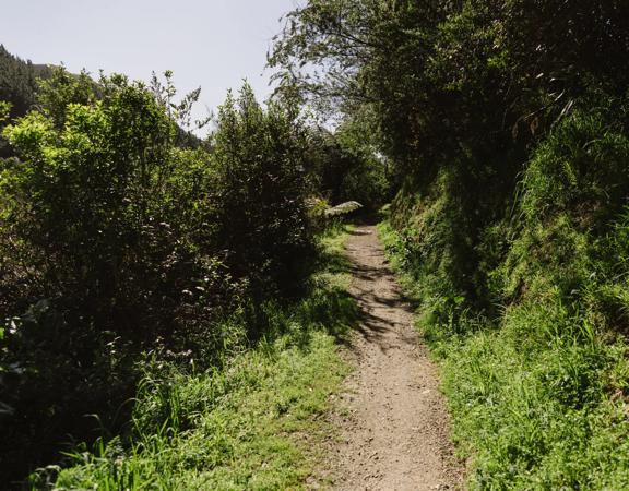 The Te Ara Tai Tonga trail at Ngā Ara o Rangituhi.