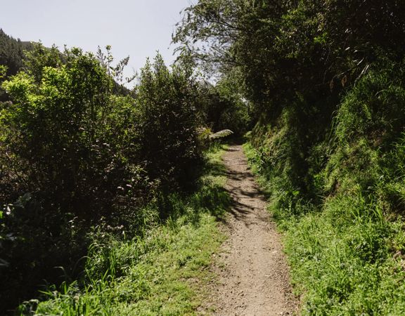 The Te Ara Tai Tonga trail at Ngā Ara o Rangituhi.