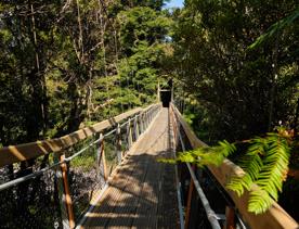 A long suspension bridge amongst Native bush and trees in the Kaitoke Regional Park.